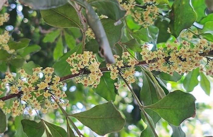  Flores de <i>Trichilia havanensis</i> (Meliaceae), planta hospedera de <i>Himeromima aulis</i> (Geometridae). Tomado de PlantNet, Área de Conservación Guanacaste, Costa Rica.