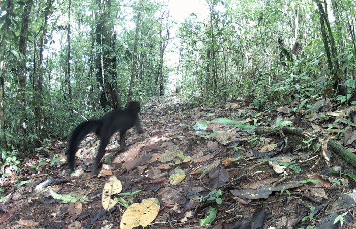 Figura. 1. Tolomuco, <i>Eira barbara</i> (Mustelidae), foto: ACG.