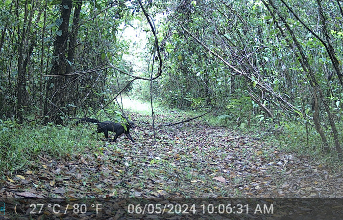 Figura. 3. Tolomuco, <i>Eira barbara</i> (Mustelidae), foto: ACG.