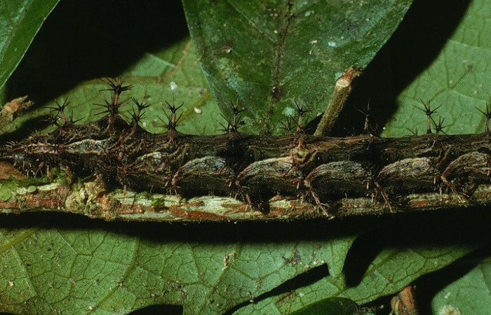 Figura 2. Lateral entero <i>Biblis</i> aganisaDHJ01, (Nymphalidae), en la planta <i>
Acidoton nicaraguensi</i> (Euphorbiaceae). Sector Del Oro, Sendero Puertas,
(elevación 400 metros). Colectada 2 agosto 2003. (03-SRNP-18474-DHJ77083.jpg).