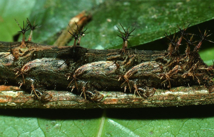 Figura 3. Lateral posterior <i>Biblis</i> aganisaDHJ01, (Nymphalidae), en la planta <i>
Acidoton nicaraguensi</i> (Euphorbiaceae). Sector Del Oro, Sendero Puertas,
(elevación 400 metros). Colectada 2 agosto 2003. (03-SRNP-18474-DHJ77069.jpg).