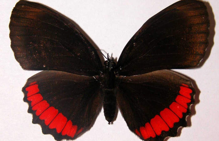 Figura 5. Adulto <i>Biblis</i> aganisaDHJ01
(Hesperiidae), posición vista dorsal. (02-SRNP-27761-DHJ34752).