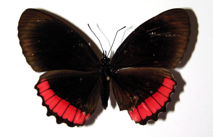 Figura 9. Adulto <i>Biblis</i> aganisaDHJ03
(Nymphalidae), posición vista dorsal. (02-SRNP-33079-DHJ97702).