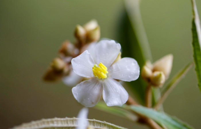 Flor entera <i>Conostegia xalapensis</i>  Estacion Pitilla Marzo 2019.jpg