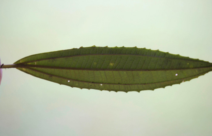 Hoja envés  <i>Conostegia xalapensis</i>  Estacion Pitilla Marzo 2019.jpg