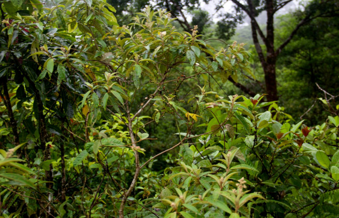 Planta copa  <i>Conostegia xalapensis</i>  Estacion Pitilla Marzo 2019.jpg