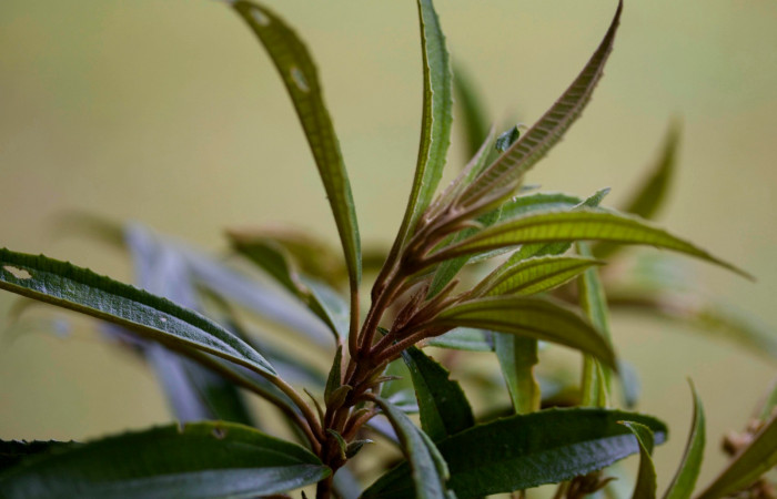 Presentación brotes <i>Conostegia xalapensis</i>  Estacion Pitilla Marzo 2019.jpg