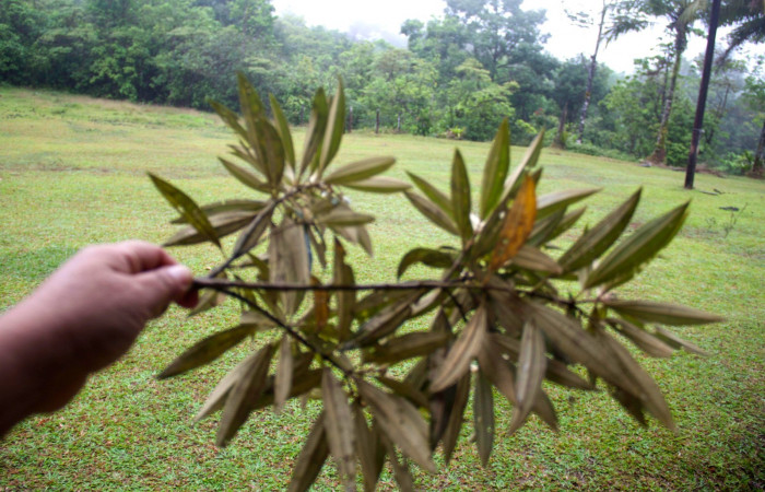 Rama vista por enves. <i>Conostegia xalapensis</i>    Estacion Pitilla Marzo 2019.jpg