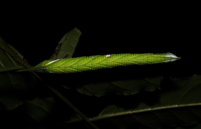 Fig.10 Larva <i>Protambulyx</i> strigilisDHJ01, Sphingidae, estadío (Pu), se alimenta <i>Astronium graveolens</i>, (Anacardiaceae), dorsal entero. Voucher:   21-SRNP-20946-DHJ773985.jpg.