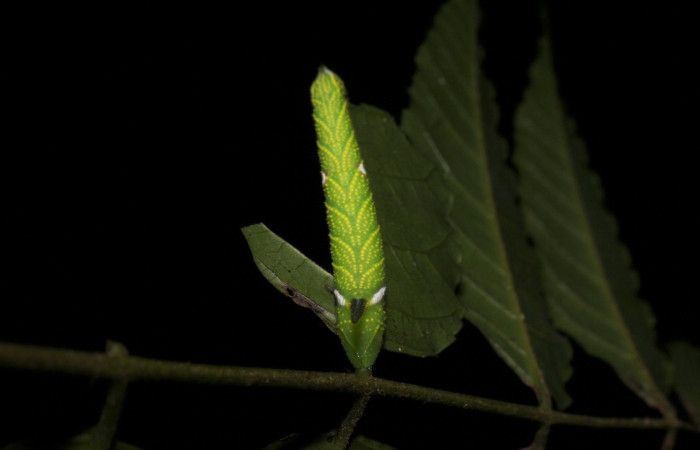 Fig.11 Larva <i>Protambulyx</i> strigilisDHJ01, Sphingidae, estadío (Pu), se alimenta <i>Astronium graveolens</i>, (Anacardiaceae), frontal. Voucher: 21-SRNP-20946-DHJ773986.jpg.