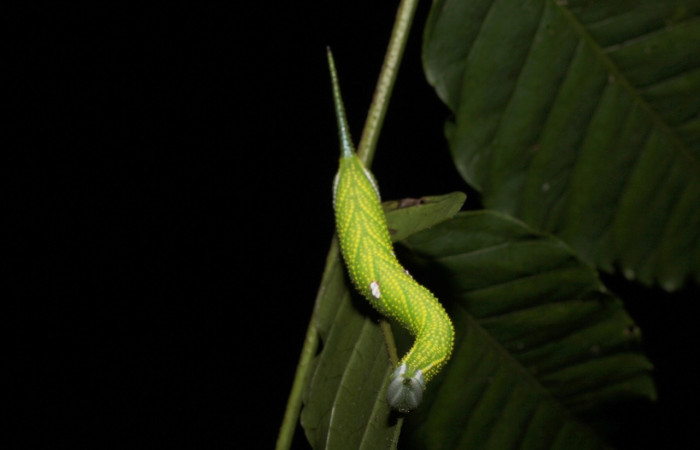 Fig.12 Larva <i>Protambulyx</i> strigilisDHJ01, Sphingidae, estadío (Pu), se alimenta <i>Astronium graveolens</i>, (Anacardiaceae), frontal. Voucher: 21-SRNP-20946-DHJ773987.jpg.