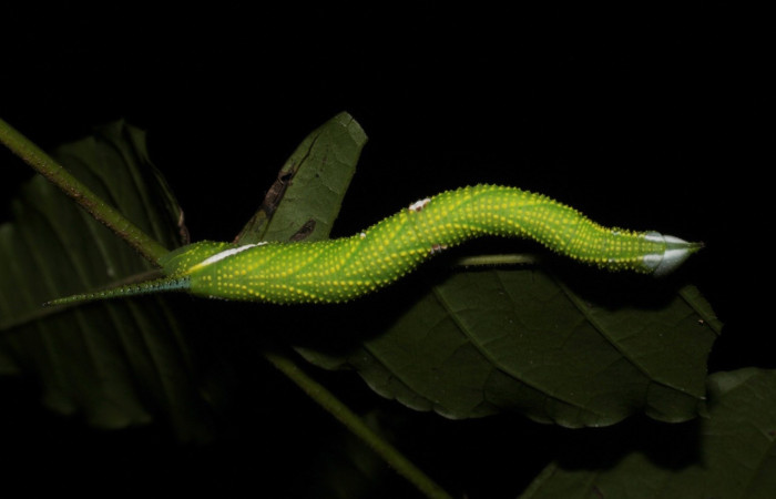 Fig.13 Larva <i>Protambulyx</i> strigilisDHJ01, Sphingidae, estadío (Pu), se alimenta <i>Astronium graveolens</i>, (Anacardiaceae), dorsal entero. Voucher: 21-SRNP-20946-DHJ773988.jpg.