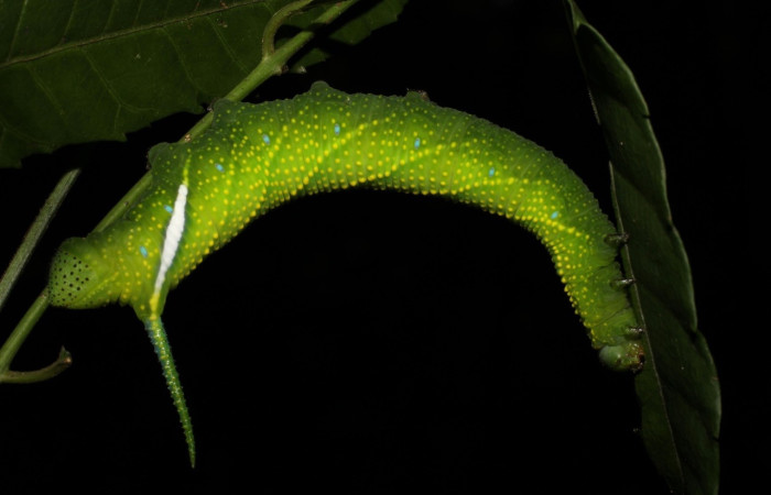 Fig.14 Larva <i>Protambulyx</i> strigilisDHJ01, Sphingidae, último estadío, se alimenta <i>Astronium graveolens</i>, (Anacardiaceae), dorsal entero. Voucher: 21-SRNP-20947-DHJ773990.jpg.