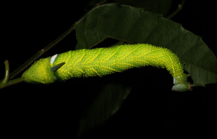 Fig.15 Larva <i>Protambulyx</i> strigilisDHJ01, Sphingidae, último estadío, se alimenta <i>Astronium graveolens</i>, (Anacardiaceae), dorsal entero. Voucher: 21-SRNP-20947-DHJ773991.jpg.