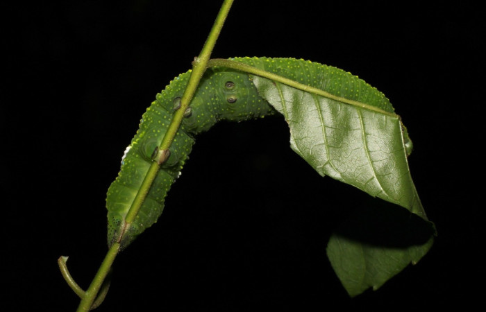 Fig.16 Larva <i>Protambulyx</i> strigilisDHJ01, Sphingidae, último estadío, se alimenta <i>Astronium graveolens</i>, (Anacardiaceae), posicionada en hoja. Voucher: 21-SRNP-20947-DHJ773994.jpg.