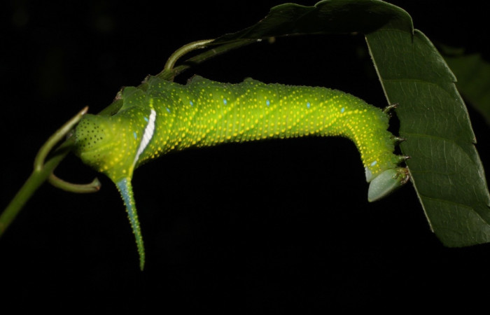 Fig.17 Larva <i>Protambulyx</i> strigilisDHJ01, Sphingidae, último estadío, se alimenta <i>Astronium graveolens</i>, (Anacardiaceae), posesionada en hoja. Voucher: 21-SRNP-20947-DHJ773995.jpg.