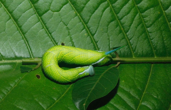 Fig.18 Larva <i>Protambulyx</i> strigilisDHJ01, Sphingidae, último esatadío, se alimenta <i>Spondias mombin</i>, (Anacardiaceae), dorsal. Voucher: 16-SRNP-27456-DHJ730785.jpg.