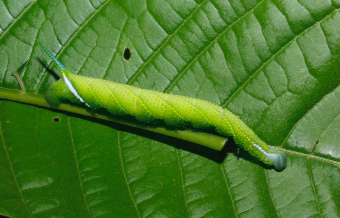 Fig.19 Larva <i>Protambulyx</i> strigilisDHJ01, Sphingidae, último esatadío, se alimenta <i>Spondias mombin</i>, (Anacardiaceae), dorsal. Voucher: 16-SRNP-27456-DHJ730787.jpg.