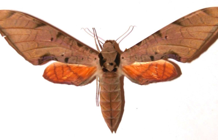 Fig.1 Adulto <i>Protambulyx</i> strigilisDHJ01, Sphingidae, hembra mostrando la parte dorsal. Voucher: 00-SRNP-3409-DHJ37606.