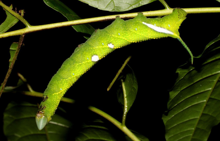 Fig.20 Larva <i>Protambulyx</i> strigilisDHJ01, Sphingidae, último esatadío, se alimenta <i>Astronium graveolens</i>, (Anacardiaceae), lateral entero. Voucher: 21-SRNP-20919-DHJ773952.jpg.