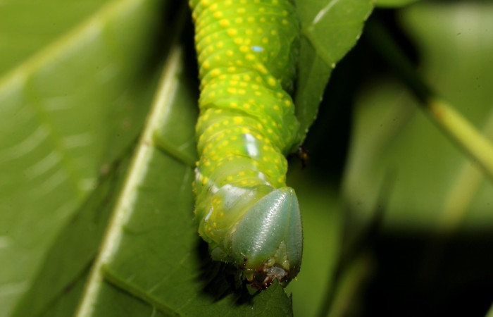 Fig.21 Larva <i>Protambulyx</i> strigilisDHJ01, Sphingidae, último esatadío, se alimenta <i>Astronium graveolens</i>, (Anacardiaceae), cabeza. Voucher: 21-SRNP-20919-DHJ773955.jpg.
