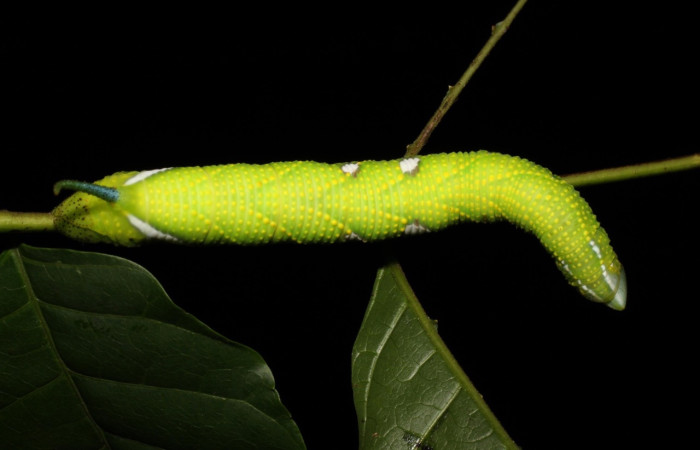 Fig.22 Larva <i>Protambulyx</i> strigilisDHJ01, Sphingidae, último esatadío, se alimenta <i>Astronium graveolens</i>, (Anacardiaceae), dorsal entero. Voucher: 21-SRNP-20919-DHJ773956.jpg.