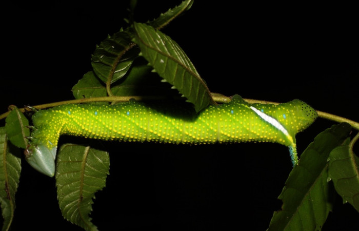 Fig.23 Larva <i>Protambulyx</i> strigilisDHJ01, Sphingidae, último esatadío, se alimenta <i>Astronium graveolens</i>, (Anacardiaceae), dorsal entero. Voucher: 21-SRNP-20947-DHJ773977.jpg.