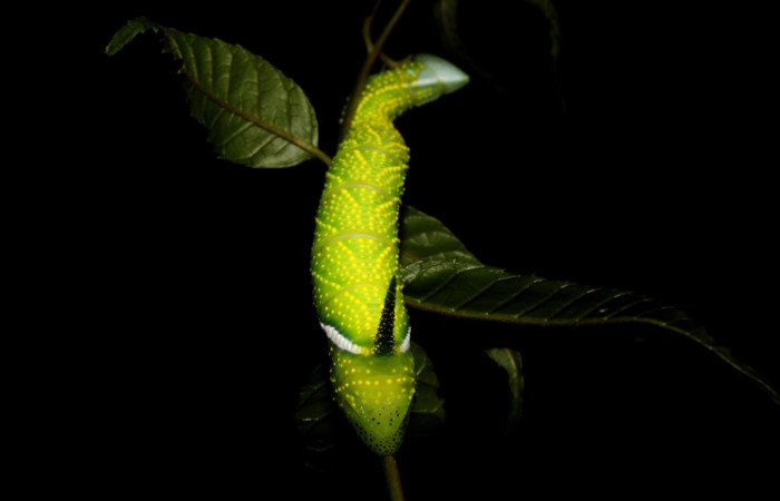 Fig.24 Larva <i>Protambulyx</i> strigilisDHJ01, Sphingidae, último esatadío, se alimenta <i>Astronium graveolens</i>, (Anacardiaceae), trasero. Voucher: 21-SRNP-20947-DHJ773978.jpg.