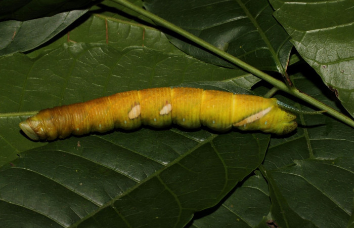Fig.25 Prepupa <i>Protambulyx</i> strigilisDHJ01, Sphingidae, aqui cambia de color la prepupa y ahí se quieta dorsal entero. Voucher: 21-SRNP-20919-DHJ773982.jpg.