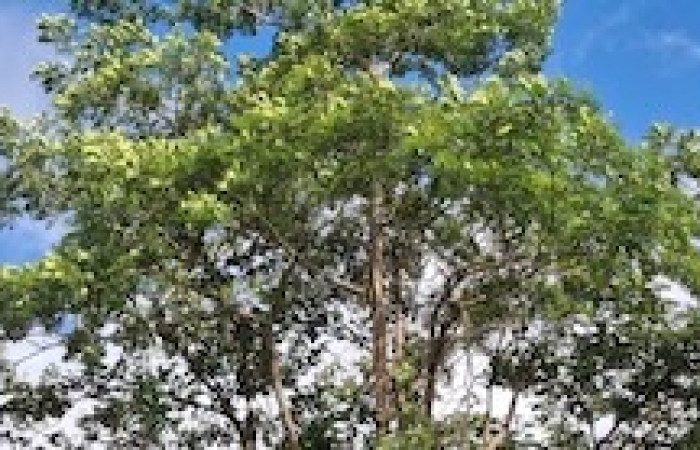 Fig.27 Planta hospedera <i>Simarouba amara</i> familia (Simaroubaceae).Elieth Cantillano. Estación Caribe, 10 Marzo 2026.