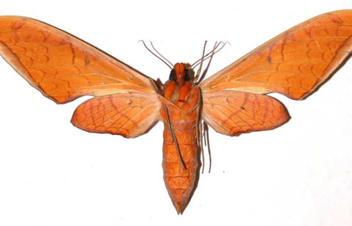 Fig.2 Adulto <i>Protambulyx</i> strigilisDHJ01, Sphingidae, hembra mostrando la parte ventral.Voucher: 00-SRNP-3409-DHJ37607.