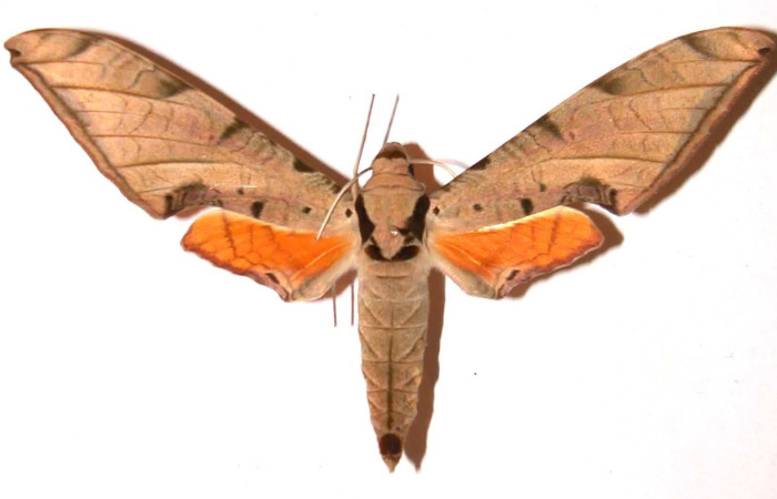 Fig.3 Adulto <i>Protambulyx</i> strigilisDHJ01, Sphingidae, macho mostrando la parte dorsal.Voucher: 98-SRNP-14625-DHJ37620.