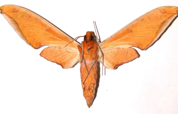 Fig.4 Adulto <i>Protambulyx</i> strigilisDHJ01, Sphingidae, macho mostrando la parte ventral.Voucher: 98-SRNP-14625-DHJ37621.