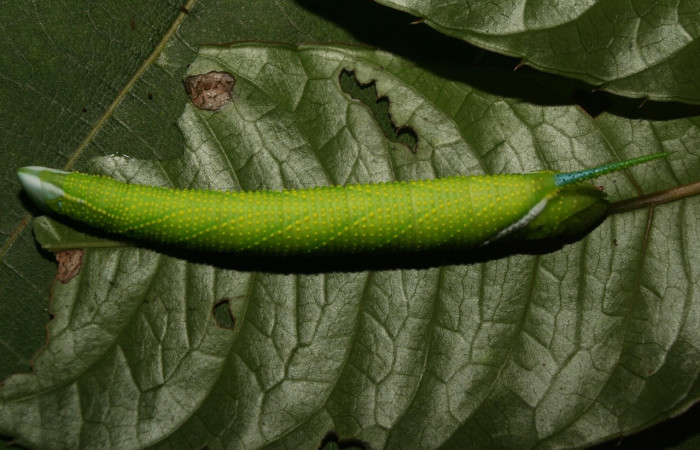 Fig.5 Larva <i>Protambulyx</i> strigilisDHJ01, Sphingidae, estadío (Pu), se alimenta <i>Protium costaricense</i>, (Burseraceae), dorsal entero. Voucher: 12-SRNP-71897-DHJ495691.jpg.