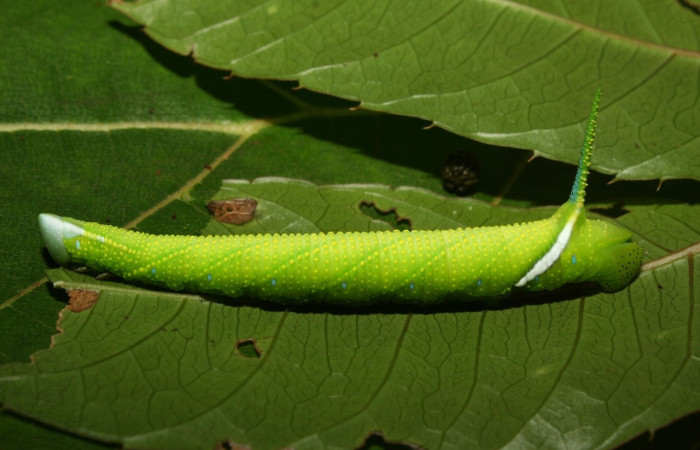 Fig.6 Larva <i>Protambulyx</i> strigilisDHJ01, Sphingidae, estadío (Pu), se alimenta <i>Protium costaricense</i>, (Burseraceae), lateral entero. Voucher: 12-SRNP-71897-DHJ495692.jpg.