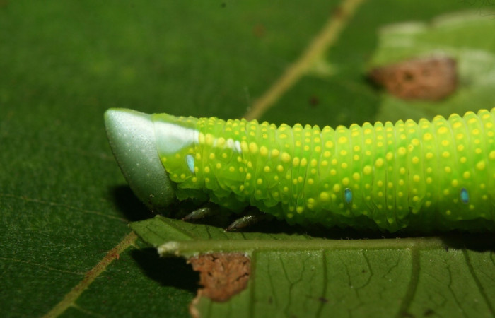 Fig.7 Larva <i>Protambulyx</i> strigilisDHJ01, Sphingidae, estadío (Pu), se alimenta <i>Protium costaricense</i>, (Burseraceae), torax. Voucher: 12-SRNP-71897-DHJ495693.jpg.