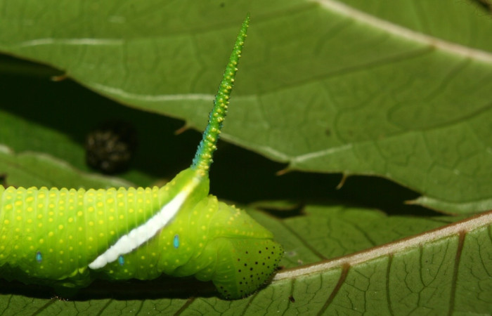 Fig.8 Larva <i>Protambulyx</i> strigilisDHJ01, Sphingidae, estadío (Pu), se alimenta <i>Protium costaricense</i>, (Burseraceae), trasero. Voucher: 12-SRNP-71897-DHJ495694.jpg.