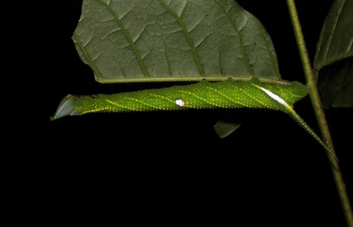 Fig.9 Larva <i>Protambulyx</i> strigilisDHJ01, Sphingidae, estadío (Pu), se alimenta <i>Astronium graveolens</i>, (Anacardiaceae), lateral entero. Voucher: 21-SRNP-20946-DHJ773984.jpg.