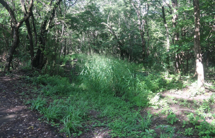 (Figura.1) Habitad de la planta <i>Olyra latifolia</i> Creciendo en margen de camino, en el sito Cafetal, en el Sector Santa Rosa. Foto, Adrián Guadamuz, 02 Setiembre 2024.