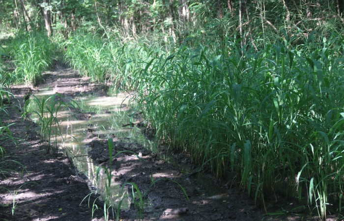 (Figura.3) <i>Olyra latifolia</i> planta especialista en crecer en lugares con suelos suaves y temporalmente inundados, es de rápido crecimiento.  Foto, Adrián Guadamuz, 02 Setiembre 2024.