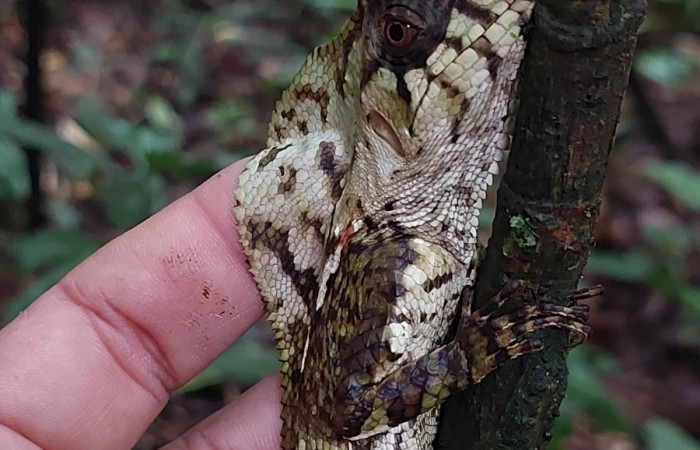 Figura 4.<i>Corytophanes cristatus</i> (Corytophanidae).  Foto: Carolina Cano, San Cristóbal. Julio 2024.