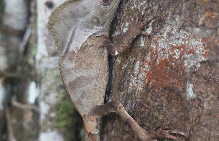 Figura 3. Bebe de <i>Corytophanes cristatus</i> (Corytophanidae).
Foto: Carolina Cano, San Cristóbal. San Cristóbal. Octubre 2025.