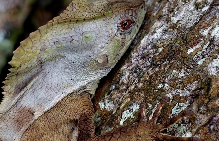 Figura 1. <i>Corytophanes cristatus</i> (Corytophanidae) en su habitad natural. Foto: Carolina Cano, Estación Biológica San Gerardo Setiembre 2025.
