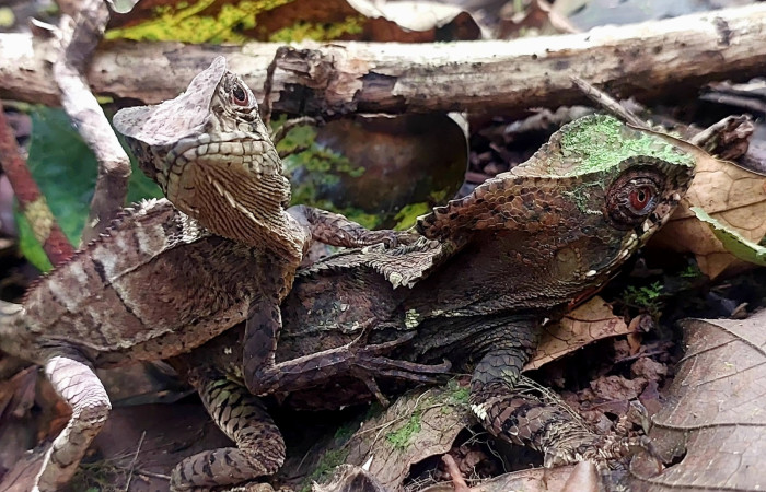 Figura 12. Macho asustado viendome <i>Corytophanes cristatus</i> (Corytophanidae) Foto: Carolina Cano, Estación San Gerardo, Sendero Perdido. 23 febrero 2026.