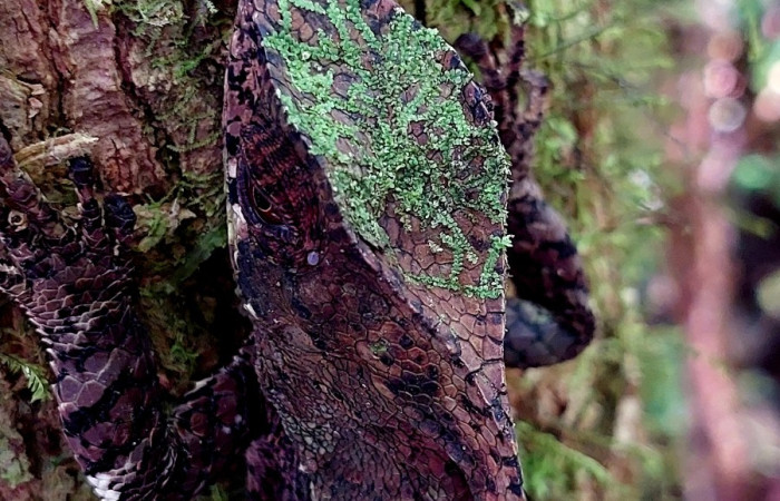 Figura 13. Hembra con musgo en la frente <i>Corytophanes cristatus</i> (Corytophanidae) Foto: Carolina Cano, Estación San Gerardo, Sendero Perdido. 23 febrero 2026.
