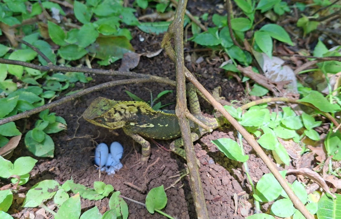 Figura 7. Hembra de <i>Corytophanes cristatus</i> (Corytophanidae) Foto: Freddy Quesada, Estación Cacao. Julio 2025.