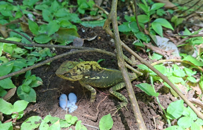 Figura 8. Hembra de <i>Corytophanes cristatus</i> (Corytophanidae) Foto: Freddy Quesada, Estación  Cacao. Julio 2025.