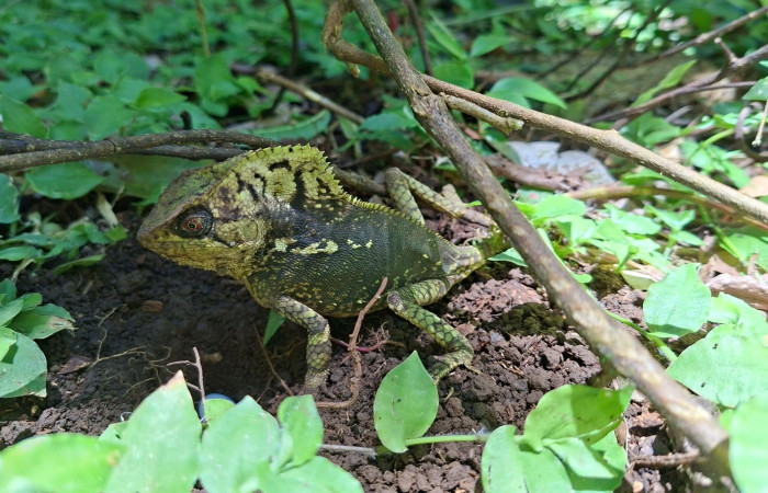 Figura 9. Hembra de <i>Corytophanes cristatus</i> (Corytophanidae).
 Foto: Freddy Quesada, Estación Cacao. Julio 2025.