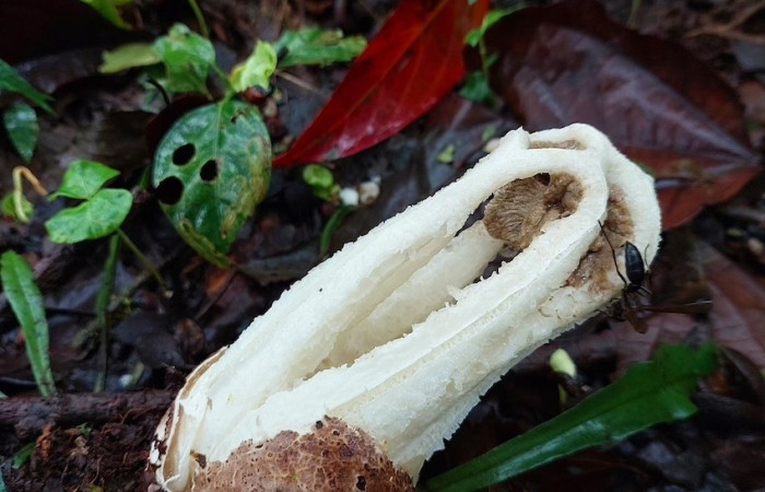 Figura 2. <i>Ligiella rodrigueziana</i> (Phallaceae) en su habitad natural. Carolina cano. Estación Biológica San Gerardo, Febrero 2026.