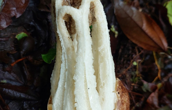 Figura 1. <i>Ligiella rodrigueziana</i> (Phallaceae) en su habitad natural. Carolina cano. Estación San Gerardo, Febrero 2026.